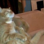 キャプチャ