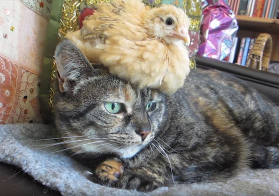 少し大きめの帽子!?を被ったネコちゃん - それでも猫が好き！