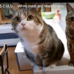 キャプチャ
