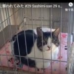 キャプチャ