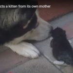 キャプチャ