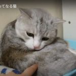 キャプチャ