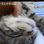キャプチャ