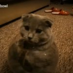 キャプチャ