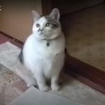 キャプチャ
