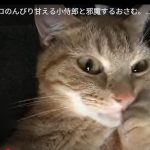 キャプチャ