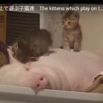 キャプチャ