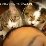 キャプチャ