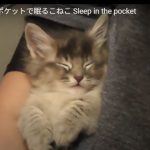 キャプチャ