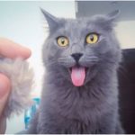 キャプチャ