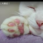 キャプチャ