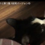 キャプチャ