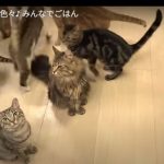 キャプチャ