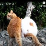 キャプチャ