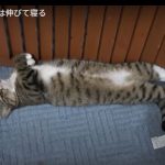 キャプチャ