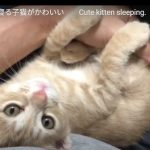 キャプチャ