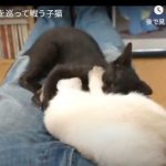 キャプチャ