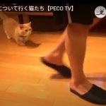 キャプチャ