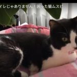 キャプチャ