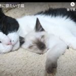 キャプチャ