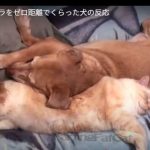 キャプチャ