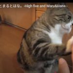 キャプチャ