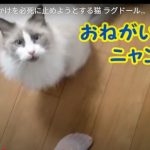 キャプチャ