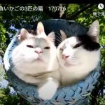 キャプチャ