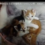 キャプチャ