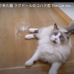 キャプチャ