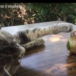 キャプチャ