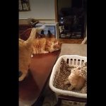 キャプチャ