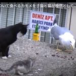 キャプチャ