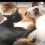 キャプチャ