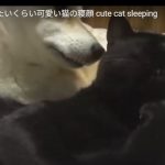 キャプチャ