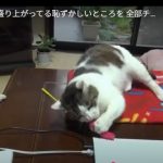 キャプチャ