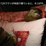 キャプチャ