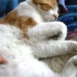 キャプチャ