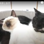 キャプチャ