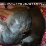 キャプチャ