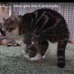 キャプチャ