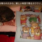 キャプチャ