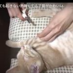 キャプチャ