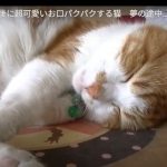 キャプチャ