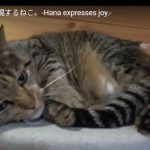 キャプチャ