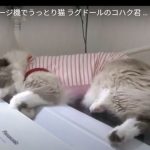 キャプチャ