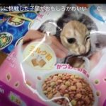 キャプチャ
