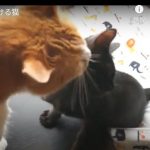 キャプチャ