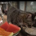 キャプチャ