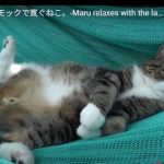 キャプチャ